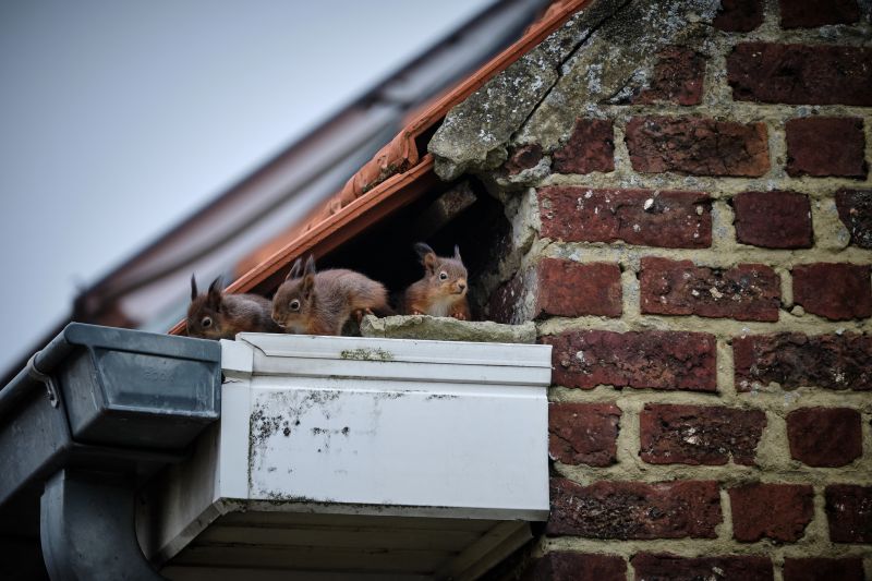 How Squirrels Damage Roofs And Attics And What To Do About It