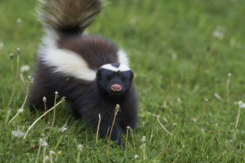 Nuisance Skunk