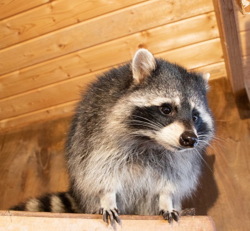 Wildlife Pest - Raccoon