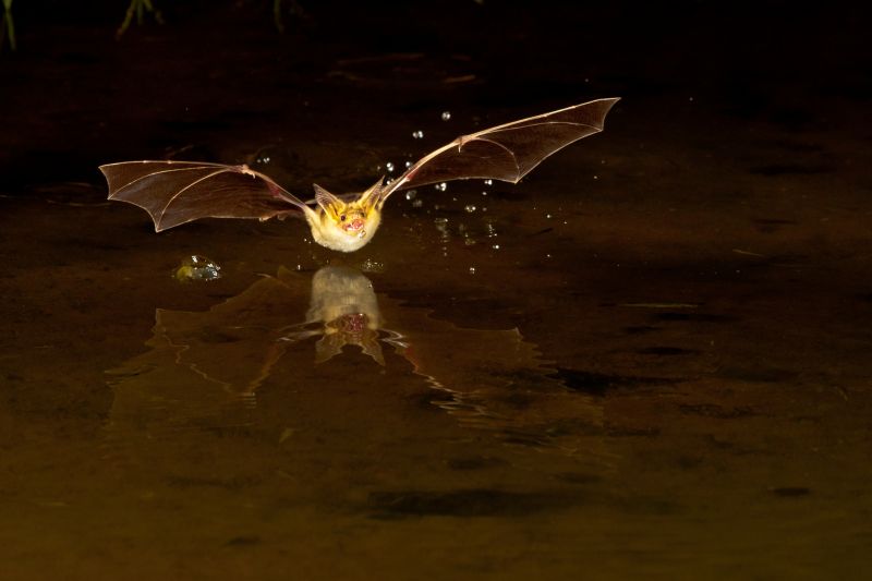 Wildlife Pest - Bat
